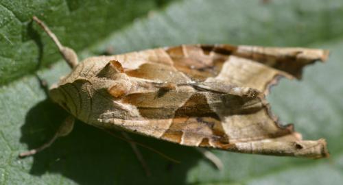 Réf. 245 533 : Phlogophora meticulosa